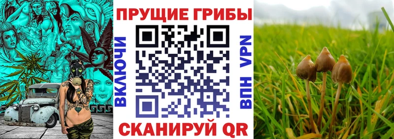 Псилоцибиновые грибы прущие грибы  Дербент 